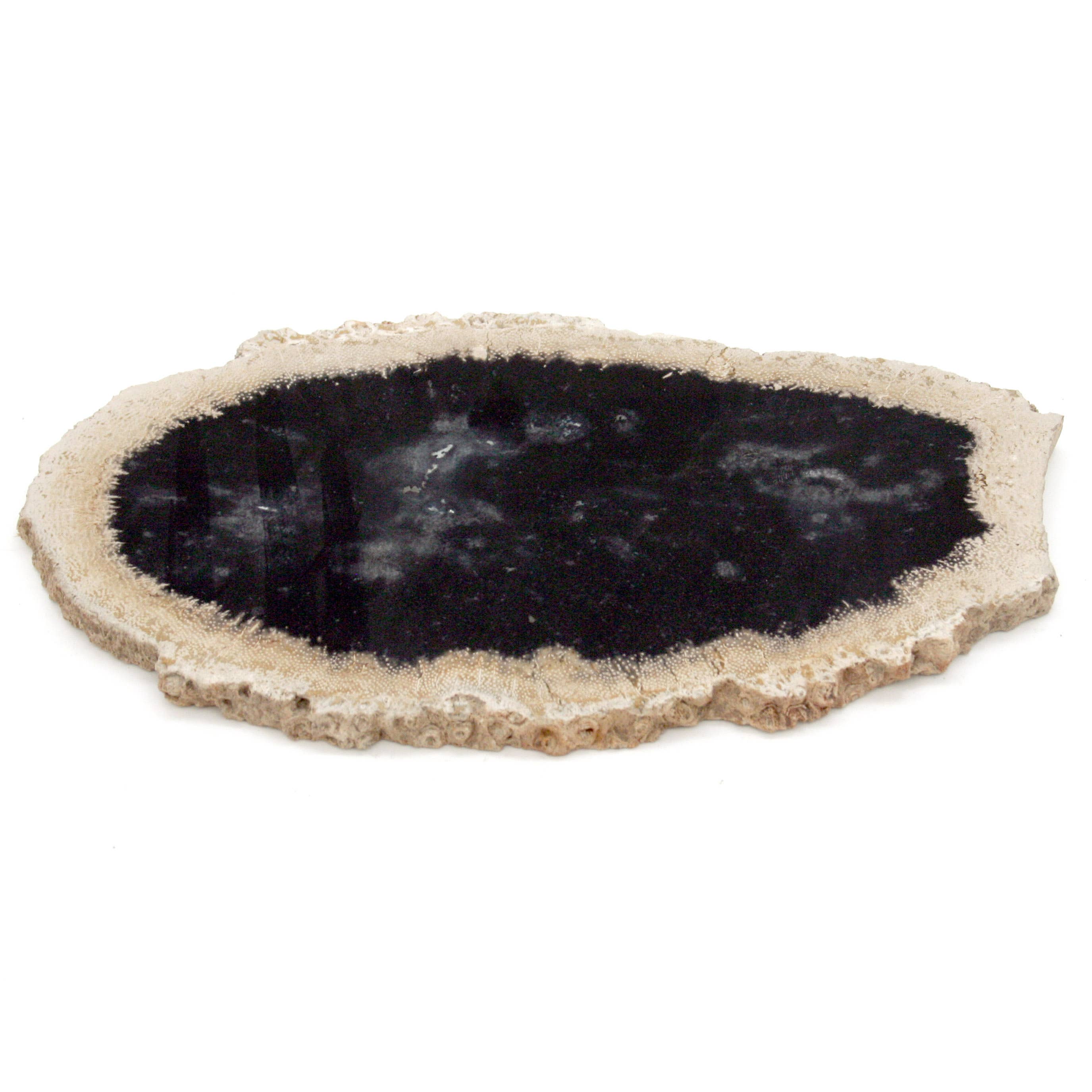 Housewares & Tabletops by Contrast Inc. - Wholesale Cutting Board - Petrified Palm Wood Small Cheese Board1