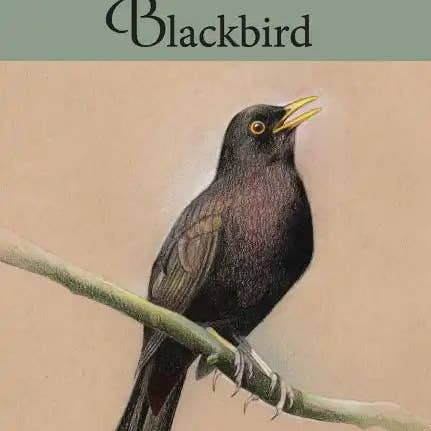 Books by splitShops - Wholesale Book - Adult - Blackbird: poems - Paperback0
