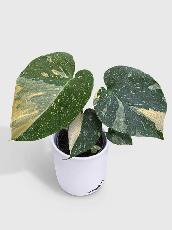 Monstera Deliciosa 'Thai Constellation' for wholesale by Bumble Plants