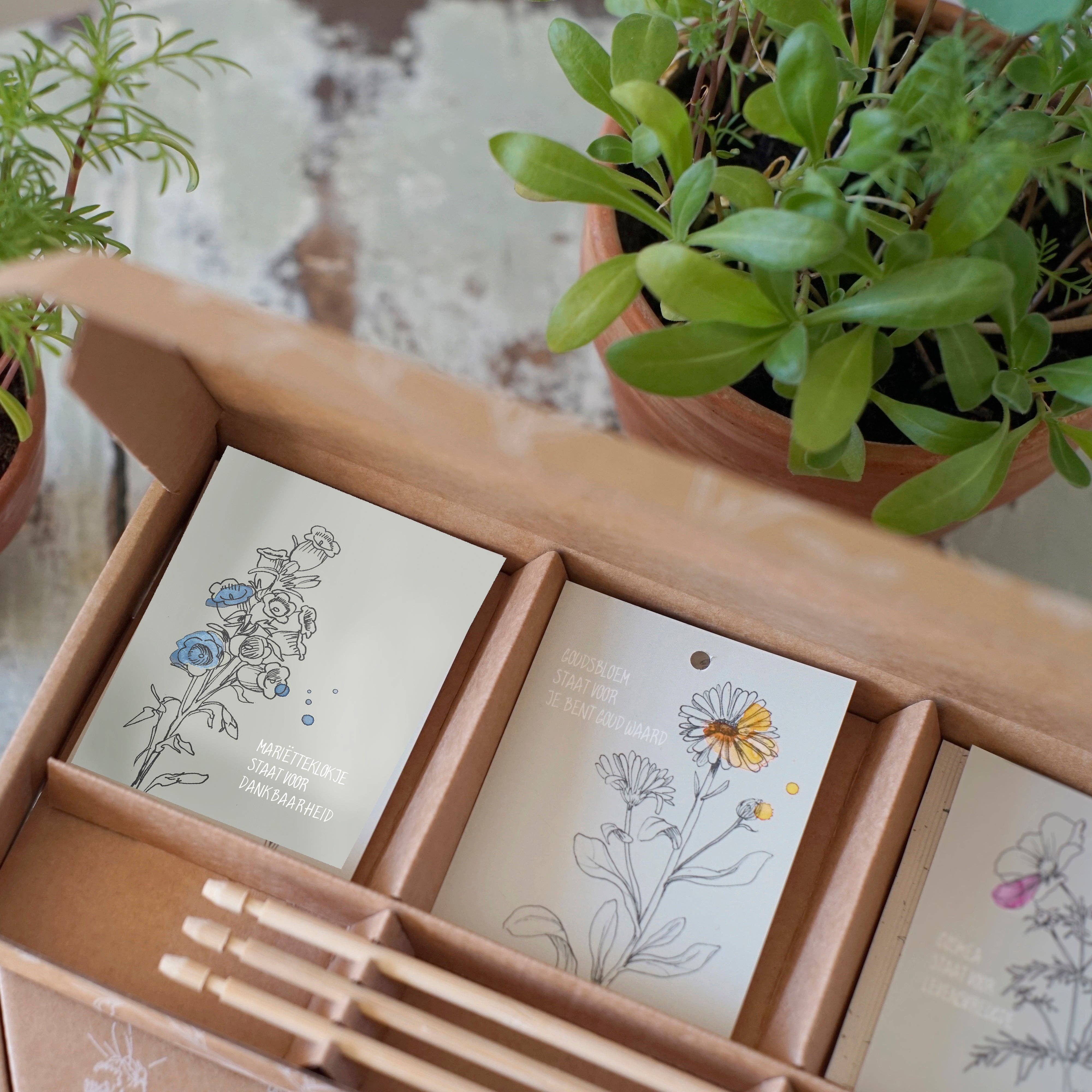 Veer&Moon - Vendita all'ingrosso Semi di piante - Scatola regalo « You are worth gold » con semi di apprezzamento2