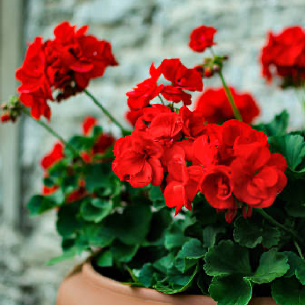 IMOGEN OWEN - Wholesale Pencil - ROSE GERANIUM SCENTED PENCILS1