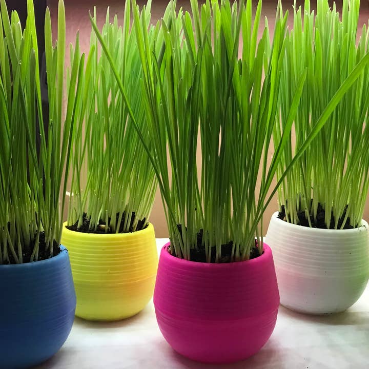 Mom’s Indoor Cat - Wholesale Pet Treats - Cat - Cat Grass Garden Balls7