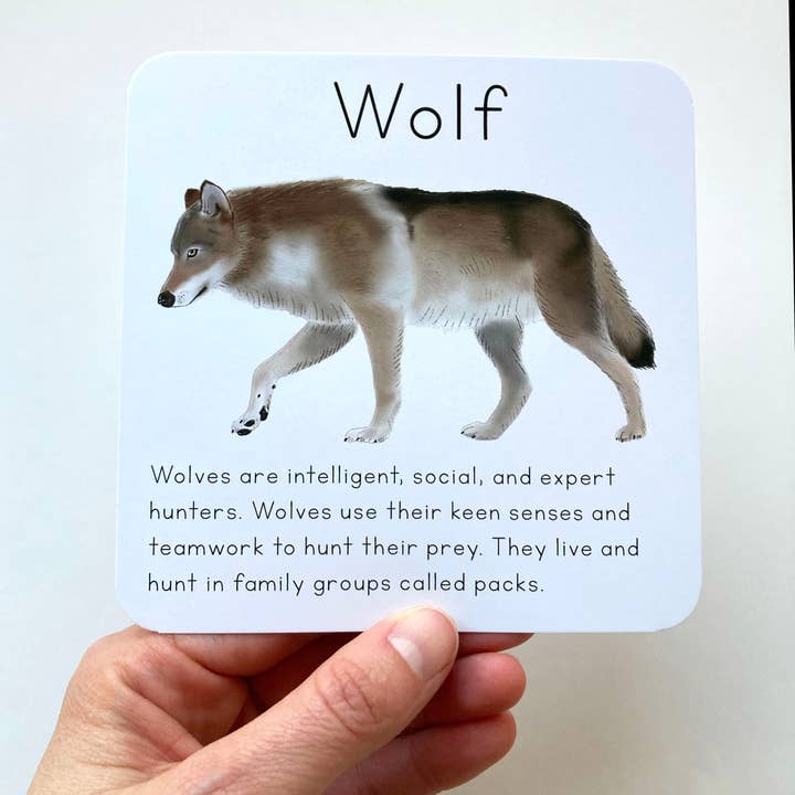 Tiny Nest Studio - Vendita all'ingrosso Carte didattiche - Bambini e neonati - Carte didattiche sugli animali dell'Alaska5