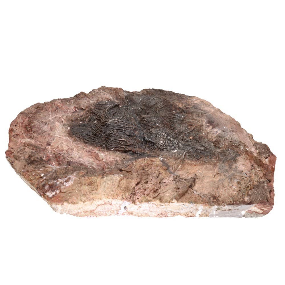 Vives de la Cortada S.L - Wholesale Spiritual Stone/Crystal - Fossil part (A)4