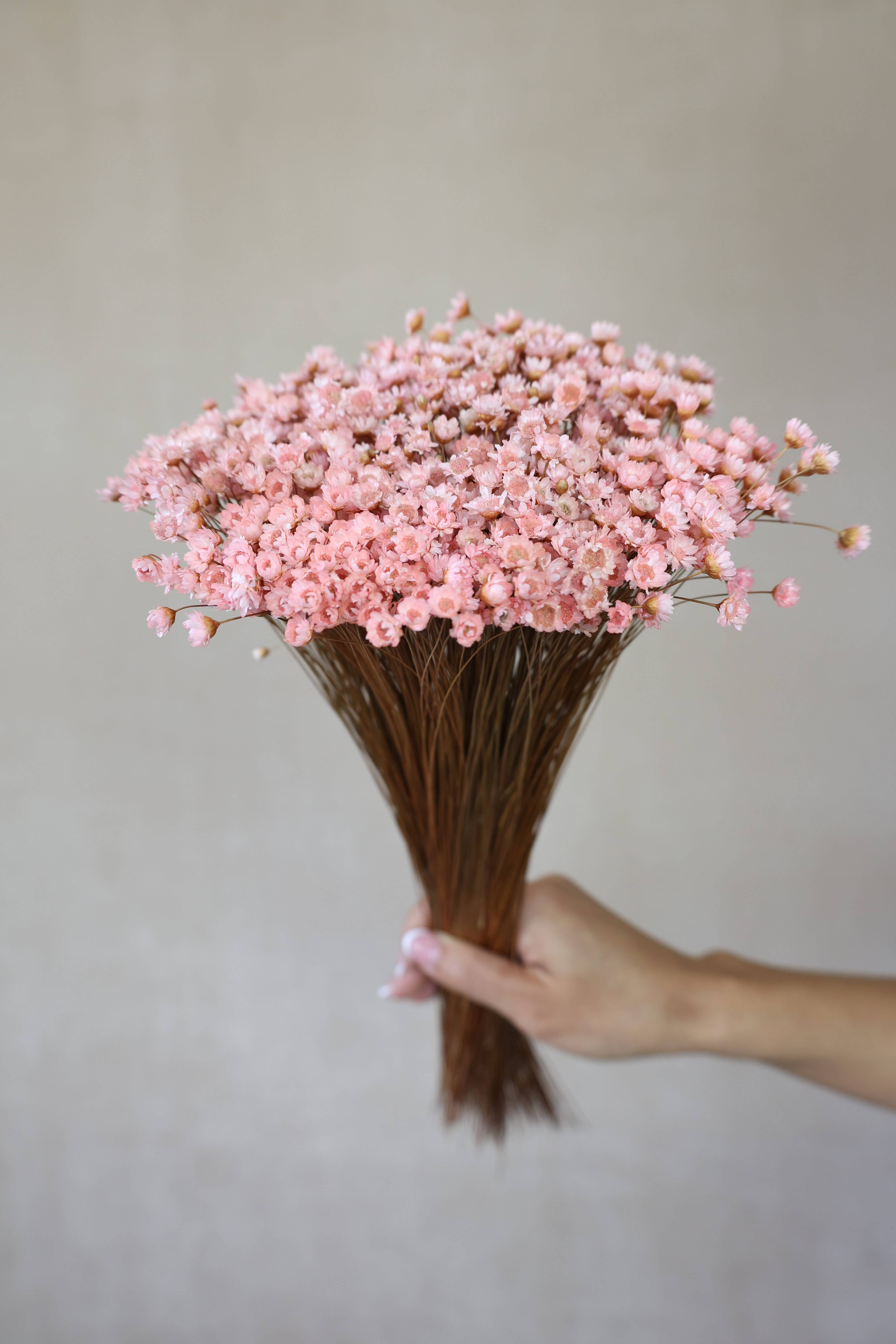 FlowerFantaSee – wholesale Torkade/pressade blommor – Torkade stjärnblommor6