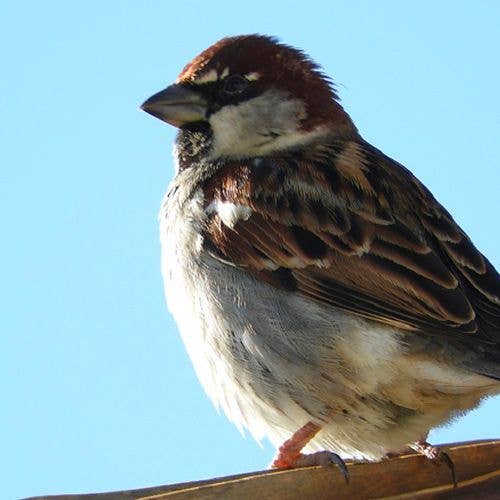 Croci - Wholesale Pet Food - Not Cat/Dog - Bird food - Gran Pasto Patee Uccellini - Crosses1