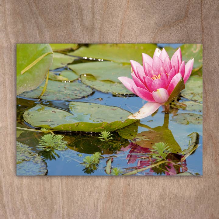 Postkort Eye0207 Water Lily Blomster for engroshandel hos eye-comm