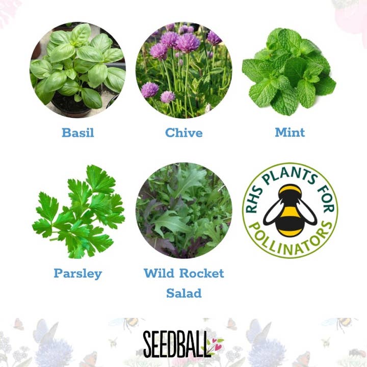 Seedball – wholesale Plant seeds – Herb Seedball Tubes - Mixed Box4