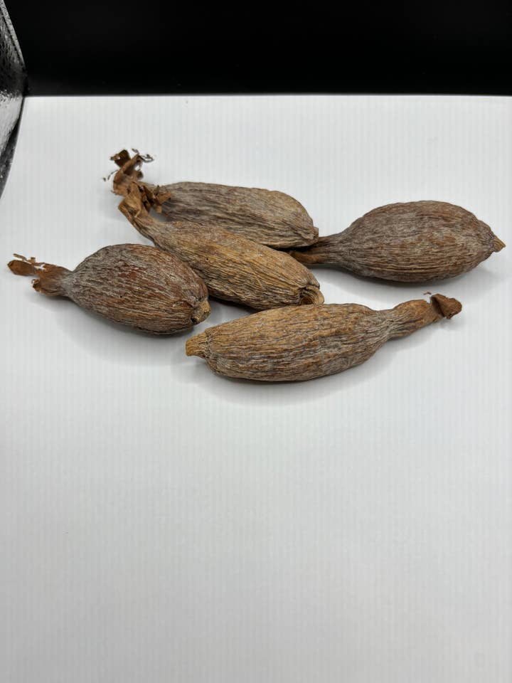 Alligator pepper/5 pods for wholesale by Babalaje