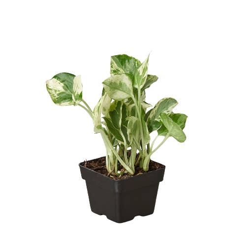 House Plant Wholesale WEST - Wholesale Live Plant - Pothos 'N'joy' Devil's Ivy Live Plant
