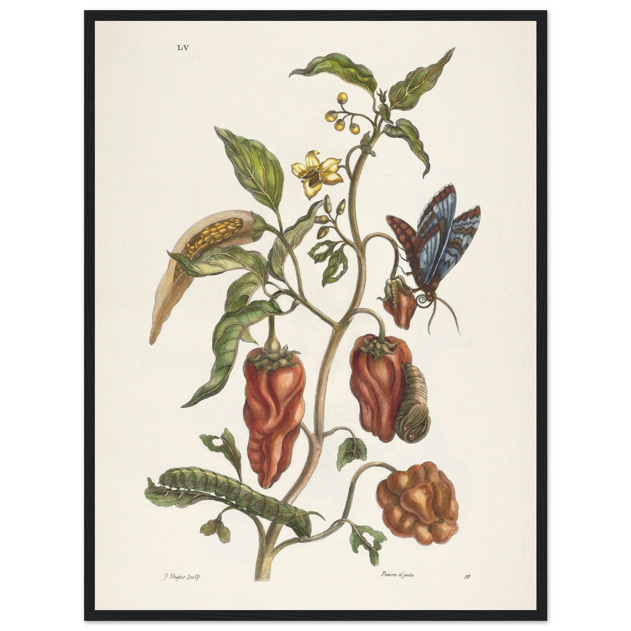 Maison de Paloma - Wholesale Art Print - Poivre d'Inde10