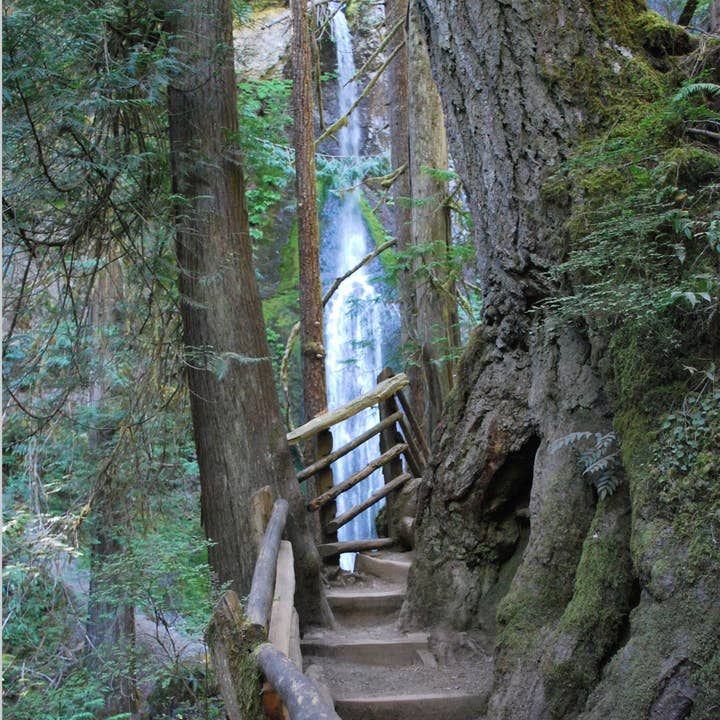 Wall Art Prints for Living Room Photography Poster Hiking Path Olympia National Park for wholesale by Blue Morning Expressions