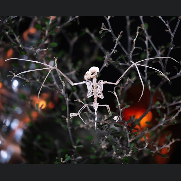 Moth and Myth - Wholesale Wall Accent - Halloween Bat & Bat Sketelon Paper Set3