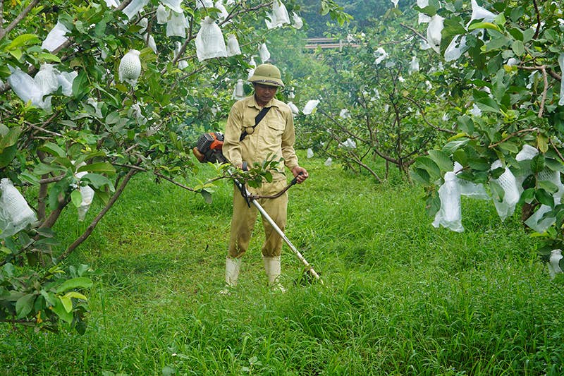 OhFresh Brands - Vendita all'ingrosso Succhi di frutta - Succo di guava rosa OhFresh 500 ml (12 pezzi)1