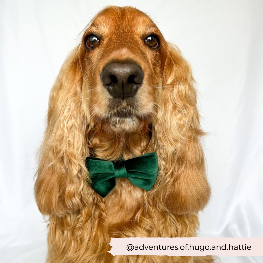 Cocopup London – wholesale Pet bow tie – Dog – LUXE Velvet Bow Tie - Forest Green5