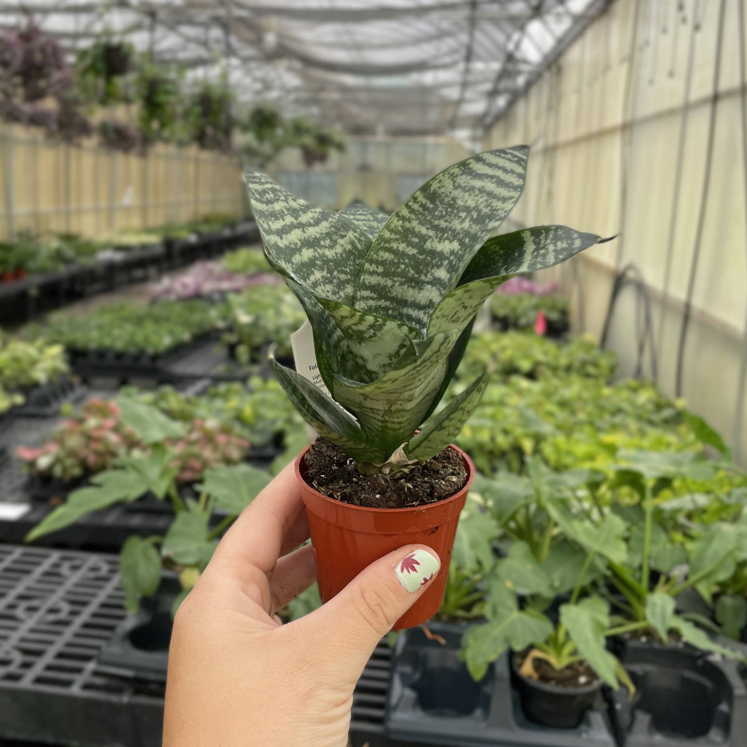 Thorsen's Greenhouse - Wholesale Live Plant - Bird's Nest Snake Plant - Live Plant - Assorted Varieties16