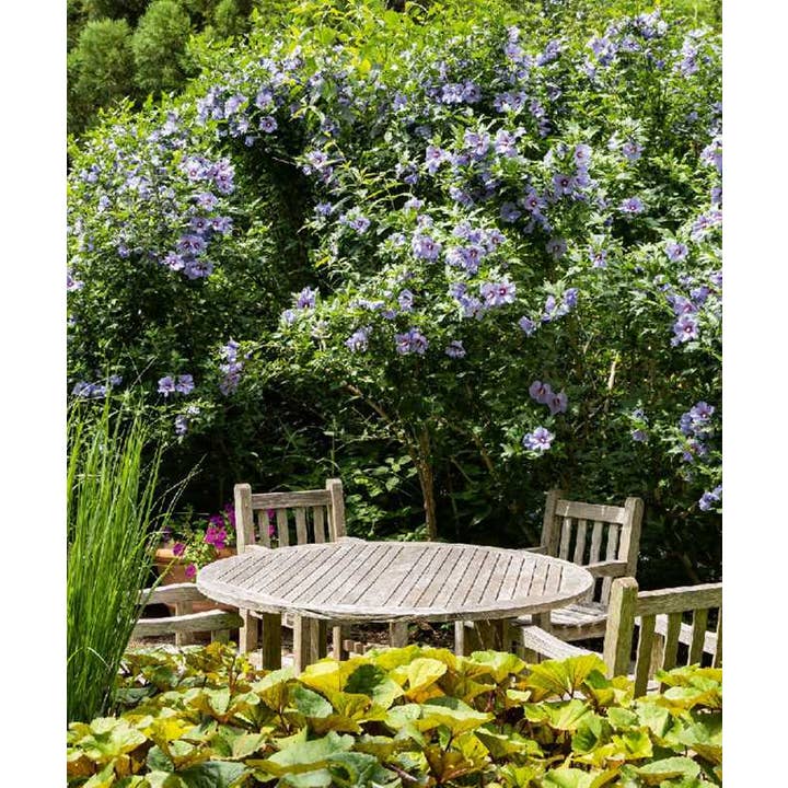 Simon & Schuster - Wholesale Home & Garden - Gardens of the Hamptons by Blue Carreon6