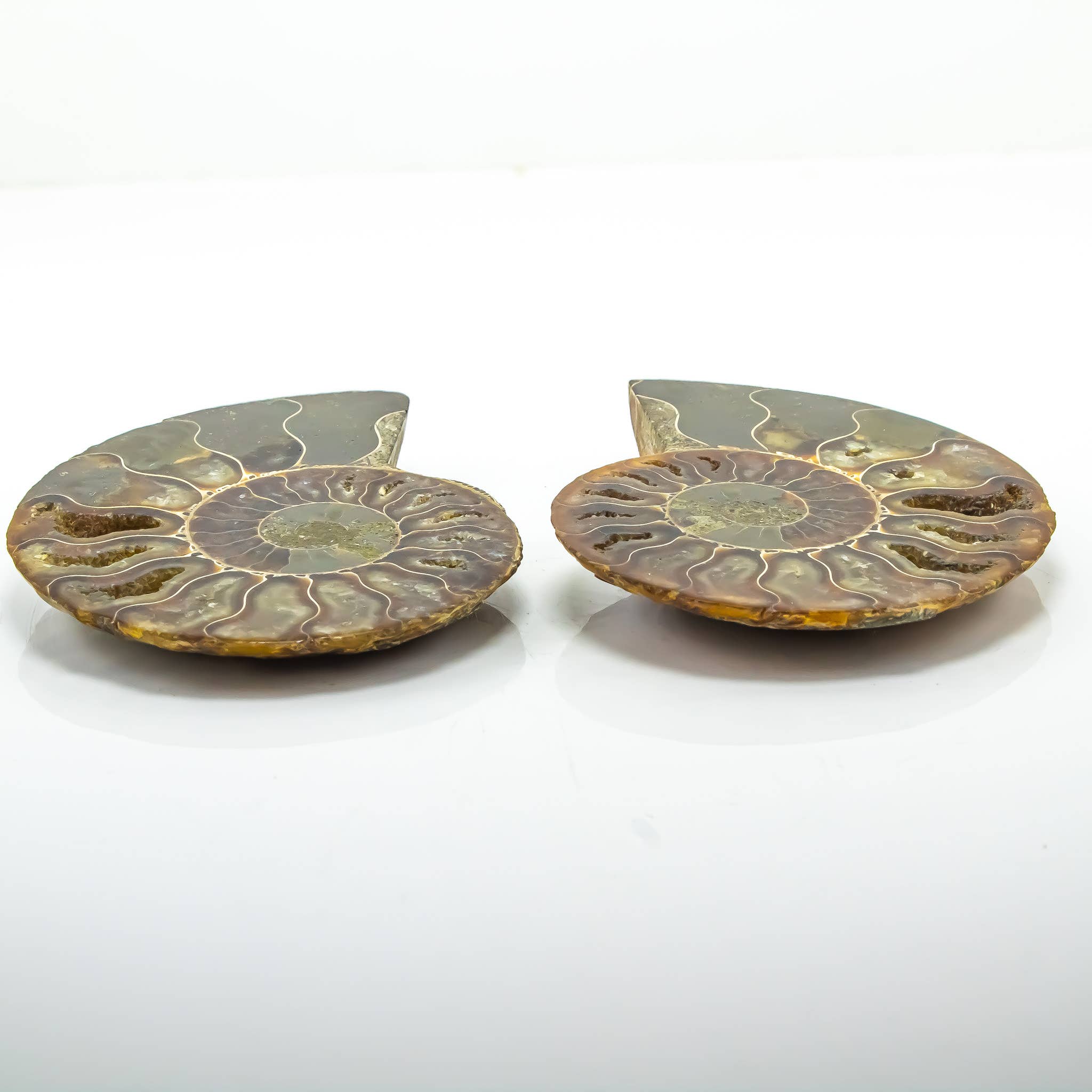 Quasar Gems USA - Wholesale Spiritual Stone/Crystal - Ammonite Pairs 5