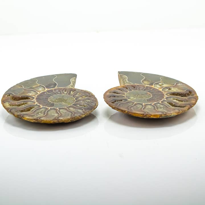 Quasar Gems USA - Wholesale Spiritual Stone/Crystal - Ammonite Pairs 5