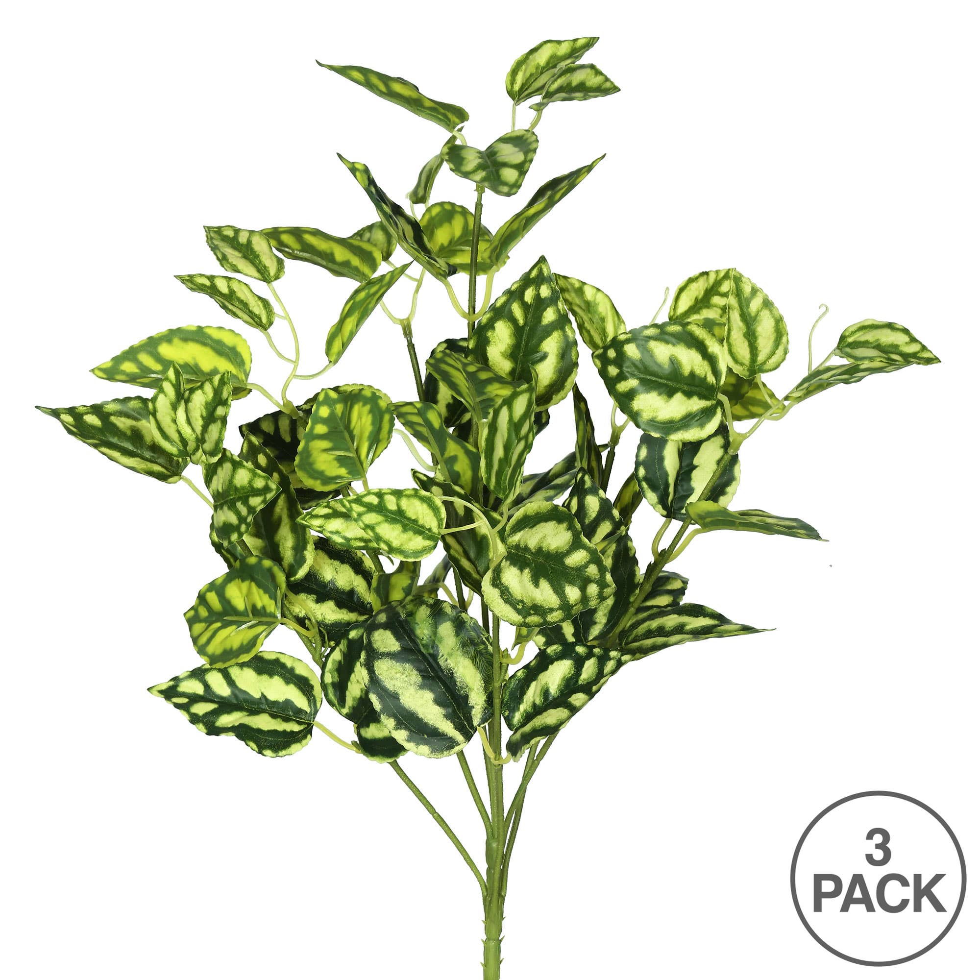 Vert, Blanc Lot de 3 buissons Peperomia Vickerman de 17 po, vert/blanc en vente sur Faire2