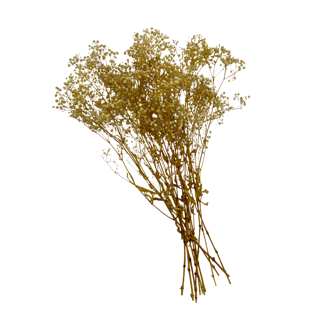 2626 Designs - Wholesale Dried/Pressed Flowers - Preserved Gypsophila, Baby's Breath,24" long10