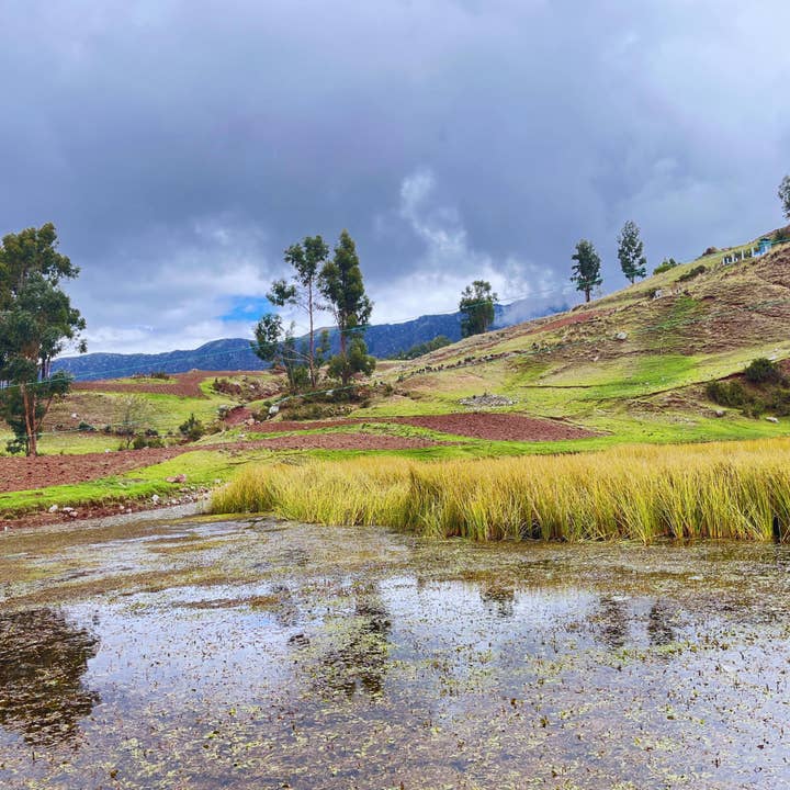 SIMPLi - Wholesale Whole Grains - SIMPLi Regenerative Organic Certified® Amaranth3