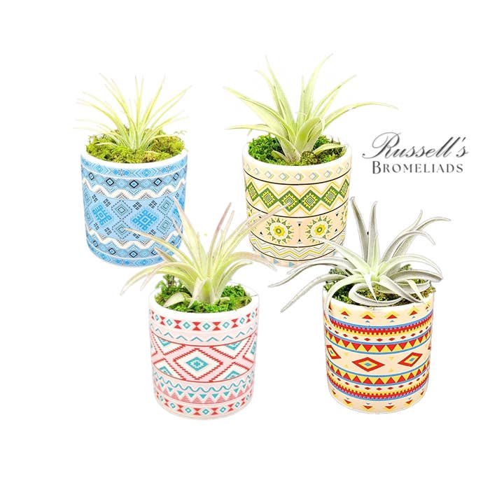 Russell's Bromeliads - Wholesale Live Plant - Rainforest Collection - Full Pack
