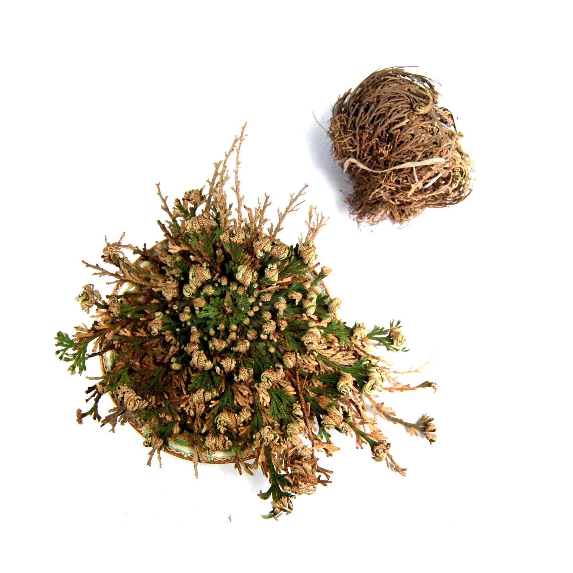 Caspar Curiosities - Wholesale Live Plant - Rose of Jericho Resurrection Plant, Selaginella Lepidophylla