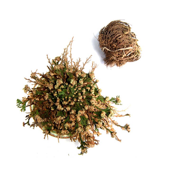 Caspar Curiosities - Wholesale Live Plant - Rose of Jericho Resurrection Plant, Selaginella Lepidophylla0