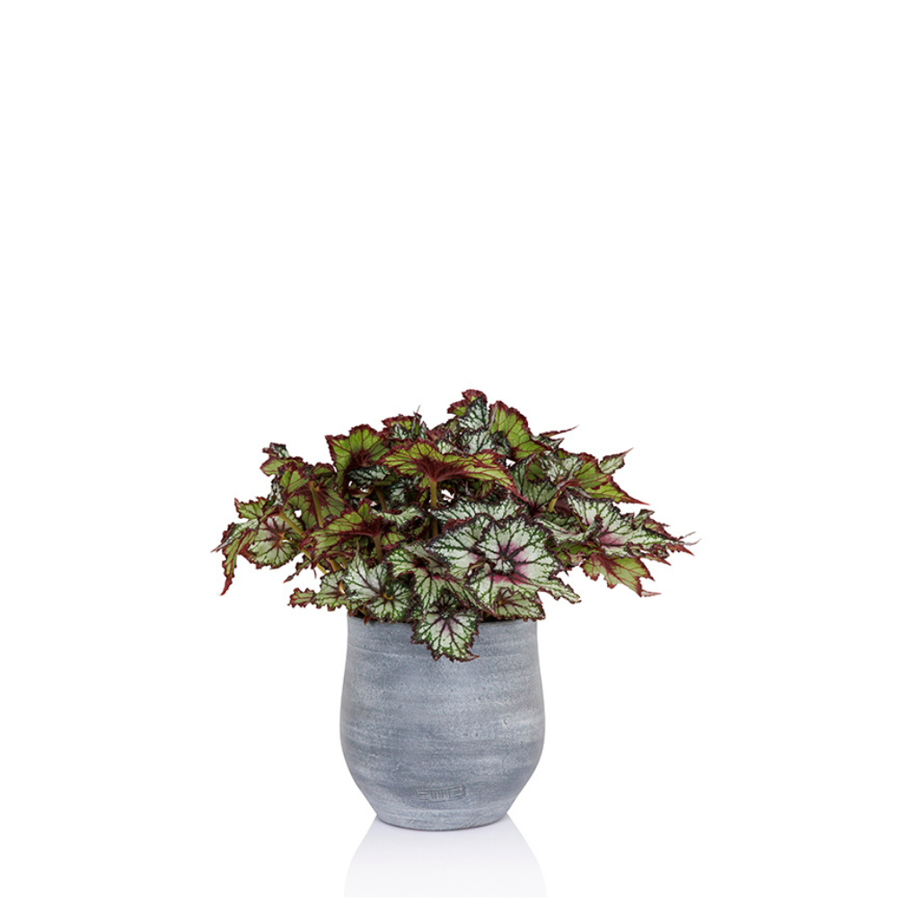 The Little Botanical - Wholesale Live Plant - Living Begonia Beleaf8