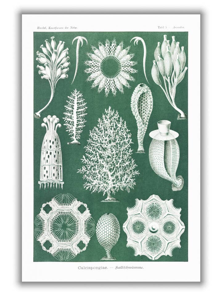 Calcispongia—Kalkschwämme de Ernst Haeckel por atacado de Stanley Print House