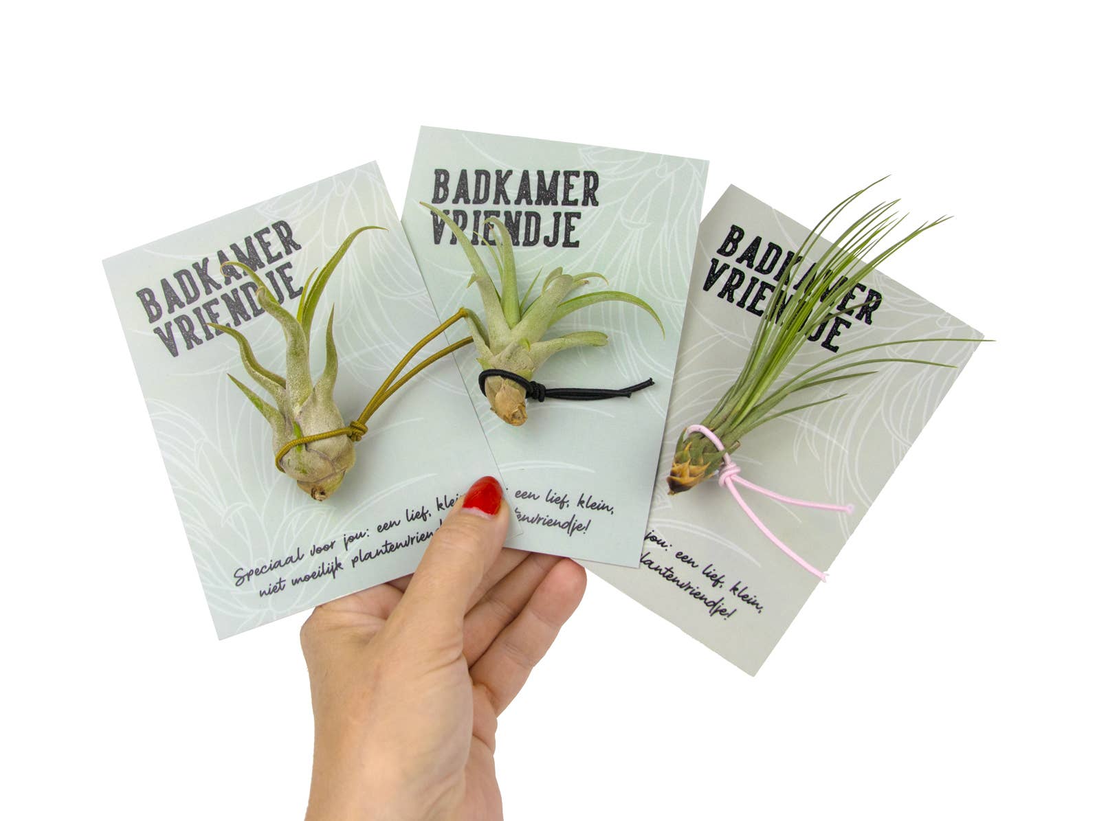 Juffrouw Pannenkoek deco /JP deco - Wholesale Live Plant - Plant Friends – set of 9 air plants with suction cup7