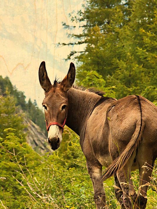 CARTOLINA IN LEGNO ASINO DI SCHIENA per la vendita all'ingrosso da parte di Hironwoods