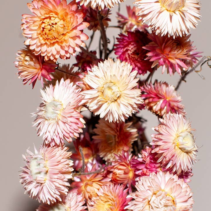 Idlewild Floral Co. - Wholesale Dried/Pressed Flowers - Pink Strawflower1