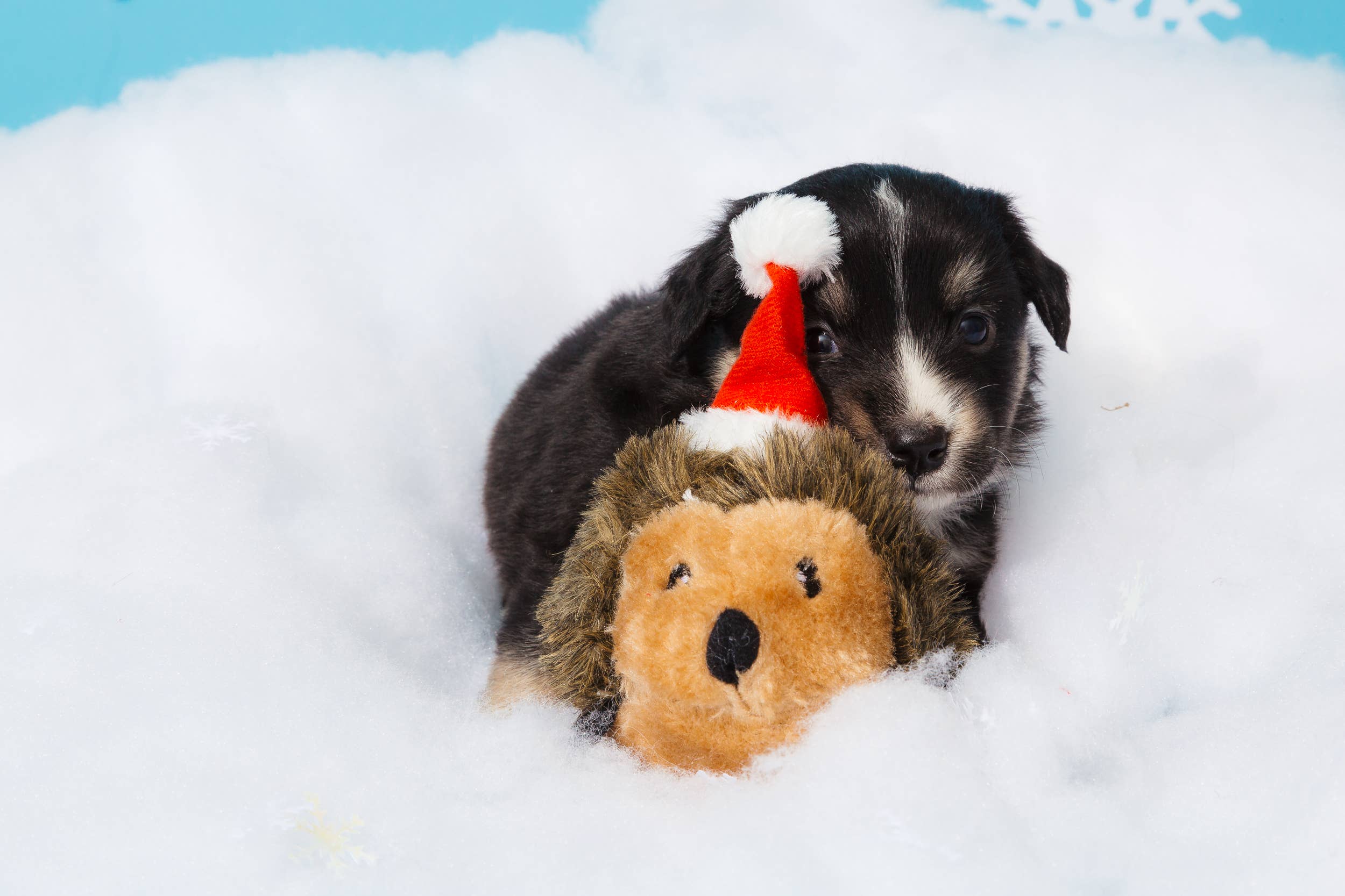 ZippyPaws – Großhandel Plüschtier – Hund – Holiday Hedgehog – Weihnachtsspielzeug für Hunde4