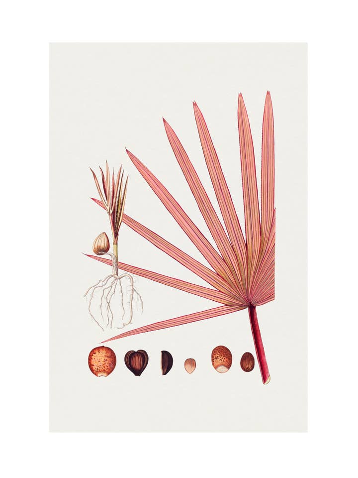 Palmera Latania Roja para venta al por mayor de Sweet Tree Cards