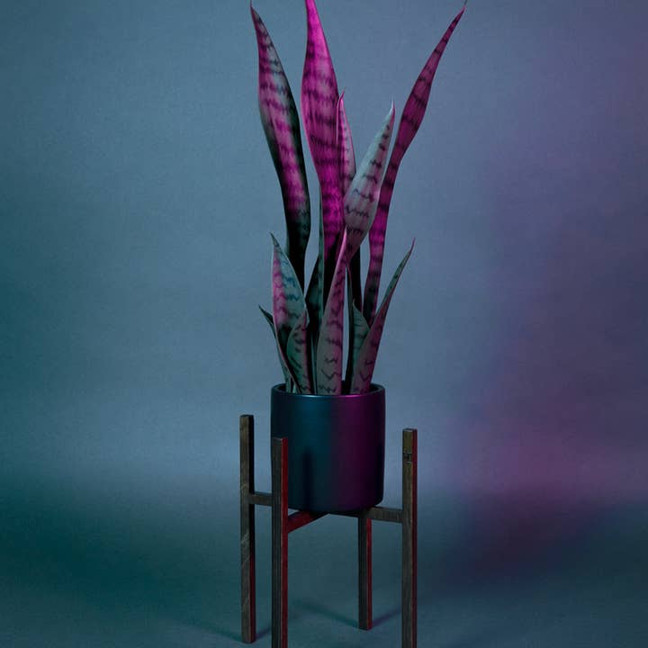 Maison Tessier - Venta al por mayor Macetas - ITUS PUSILLI - soporte para plantas robusto y versátil