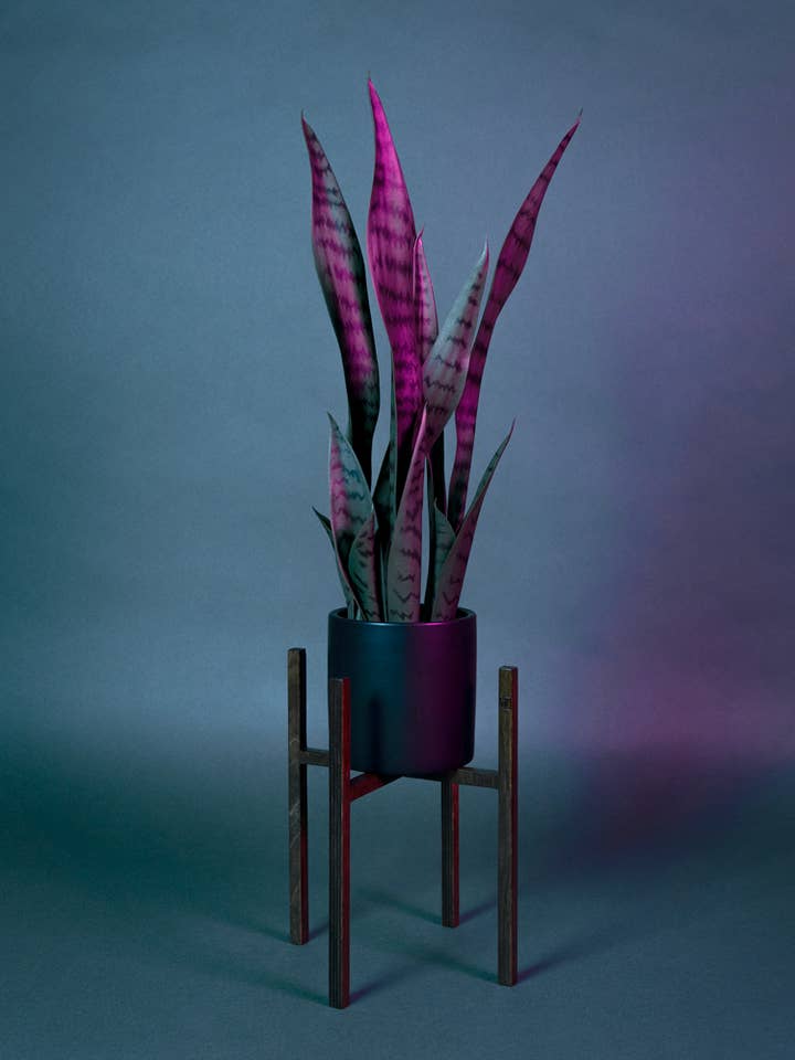 ITUS PUSILLI for engroshandel hos Maison Tessier