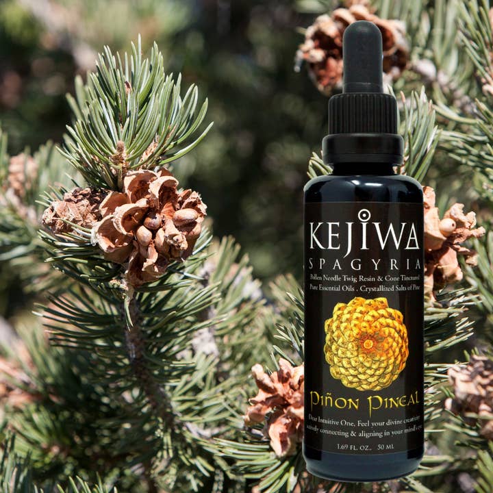 Piñon Pineal Spagyria: Pine Herbal Tincture for wholesale by Kejiwa