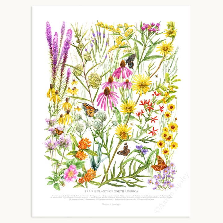 Prairie Wildflowers Print for wholesale by Aaron Apsley Artwork