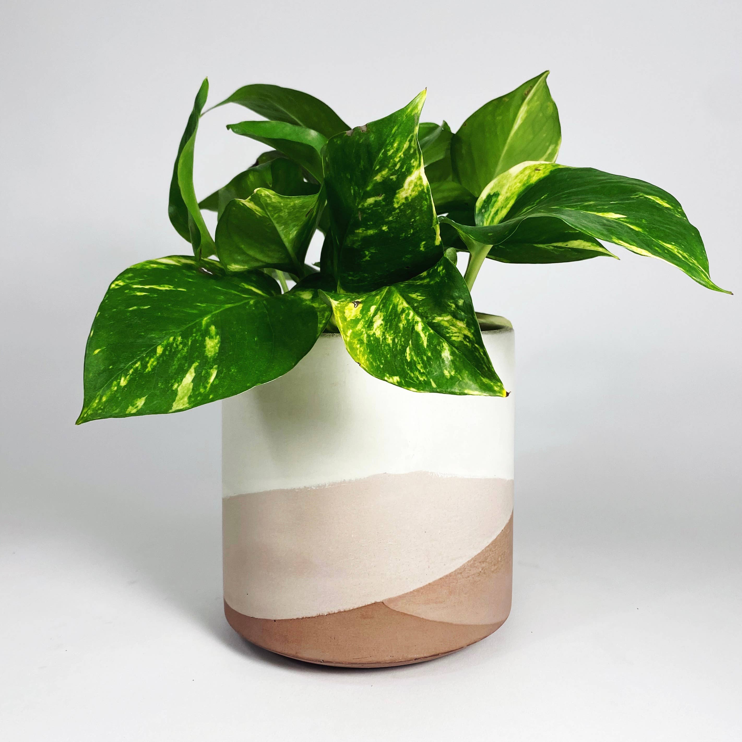 Settlewell - Wholesale Plant Pot - 6" Straight Sided Concrete Pot /  17 Colors17