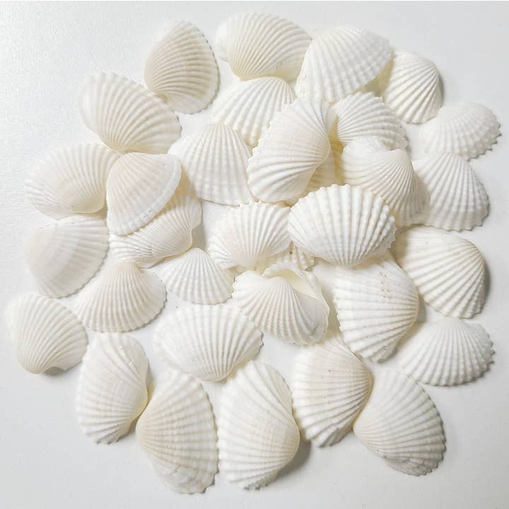 Darlene's Shells - Wholesale Decorative Tabletop Object - 3/4-1” WHITE ARKS