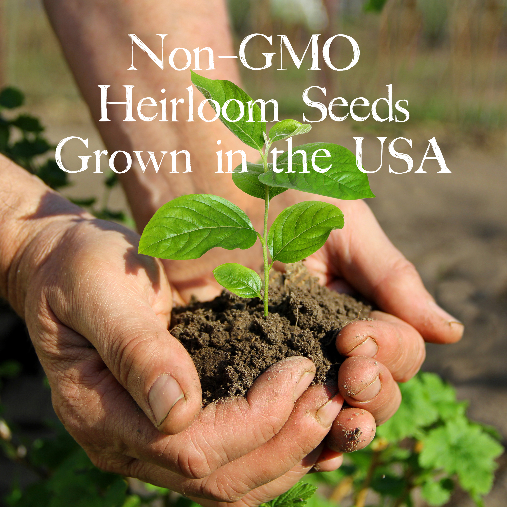 The Savvy Spade - Vente Graines de plantes - Kit de jardin à thé aux herbes2