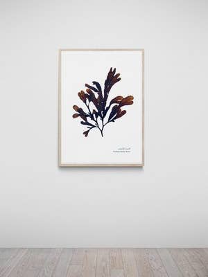 Rickham Sands Hand Pressed Seaweed Print, Serrated Wrack for wholesale by The Seaweed Studio