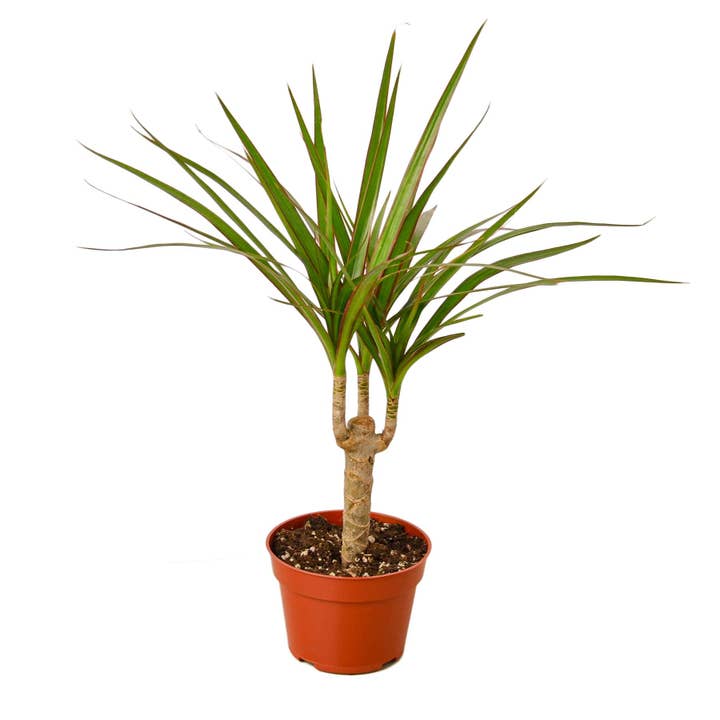 House Plant Wholesale WEST - Wholesale Live Plant - Dracaena 'Marginata Cane'