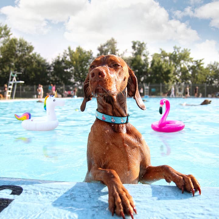 Up Country, Inc. – Engroshandel Halsbånd - Hund – Floaties Hundehalsbånd1