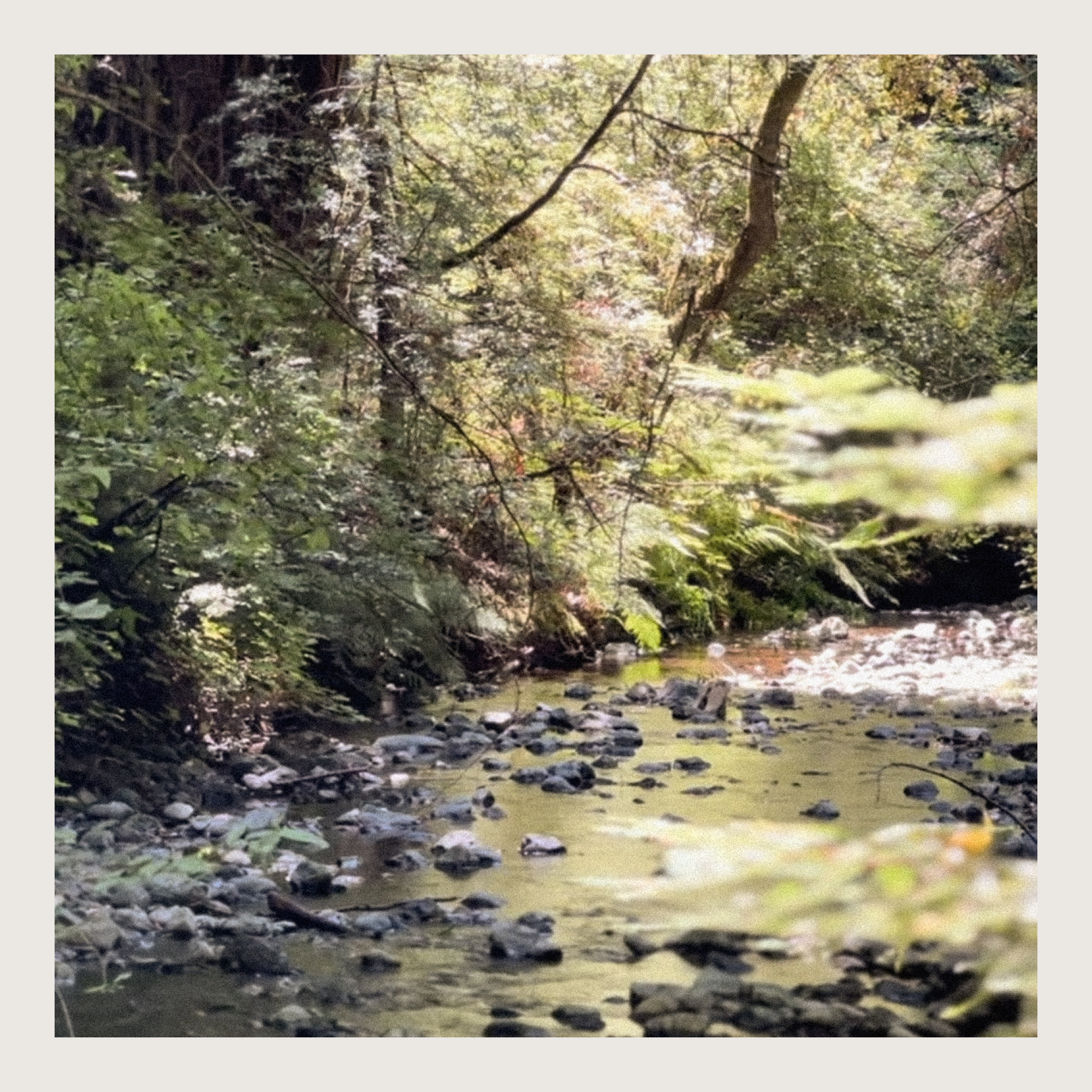 Studio Tarea - Wholesale Jar/Filled Candle - Muir – Fresh, Woodsy Candle Inspired by Muir Woods5