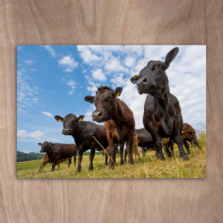 Ansichtkaart Eye0315 Cows Angus Cattle Cow voor wholesale door eye-comm