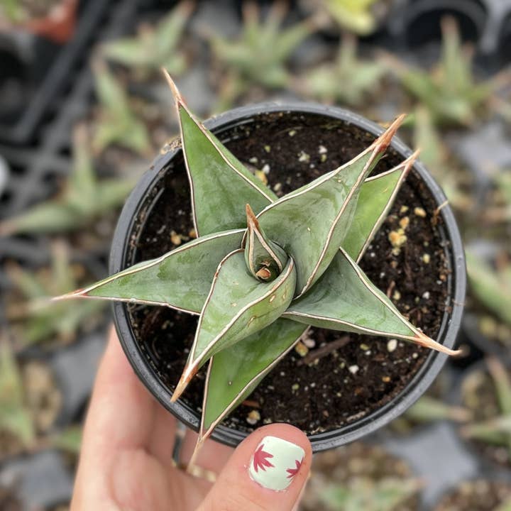 Thorsen's Greenhouse - Wholesale Live Plant - Sansevieria Pinguicula - Walking Snake Plant - 4" Live Plant0