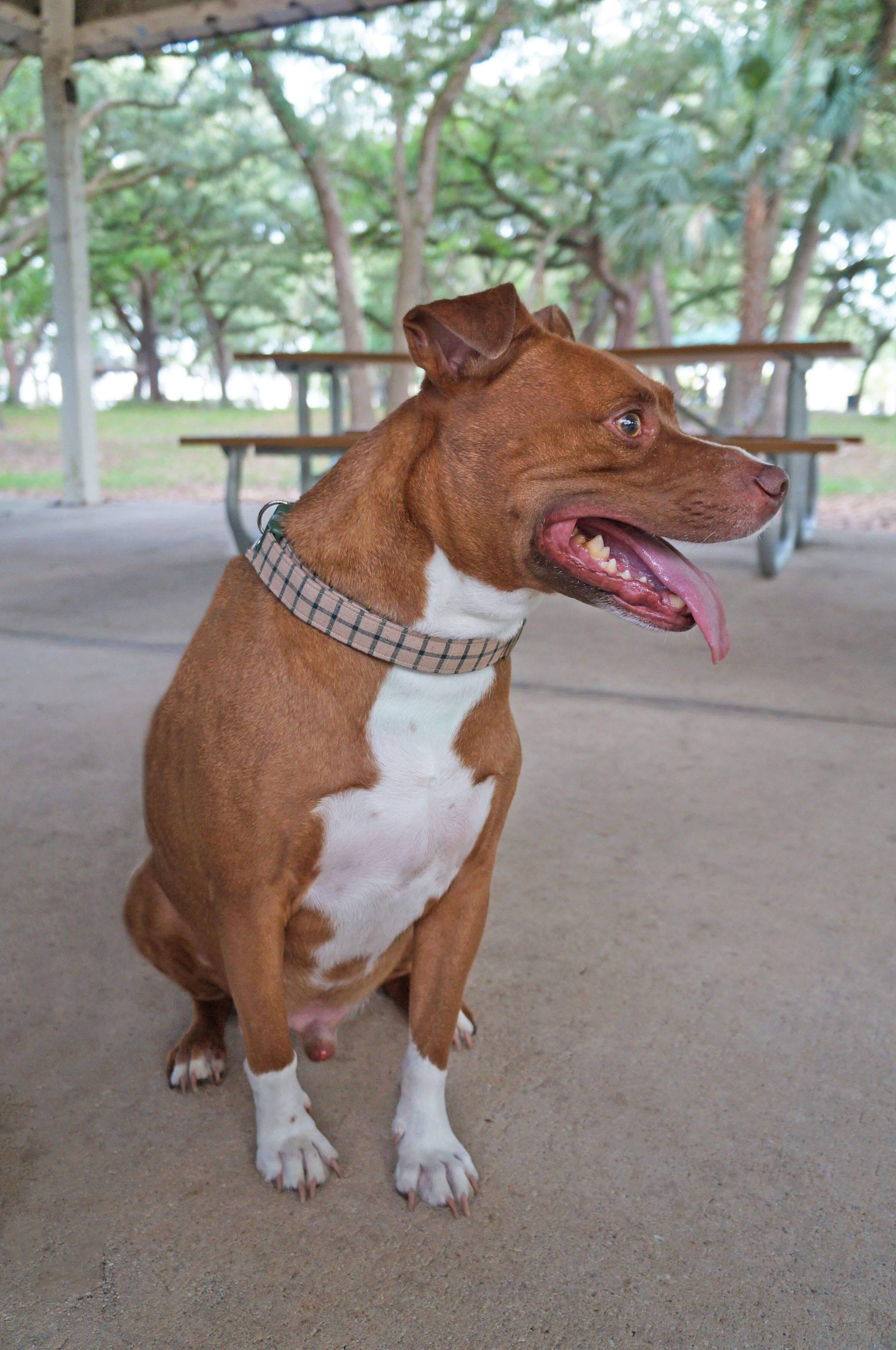 kiwi & WILLOW - Wholesale Pet Collar - Dog - Beige Plaid Dog Collar1